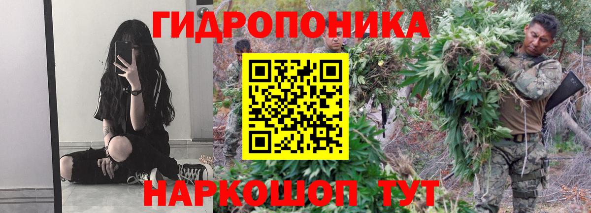Бошки марихуана индика  Марихуана ГИДРОПОН  Пугачёв  Марихуана сатива  Вход с VPN 